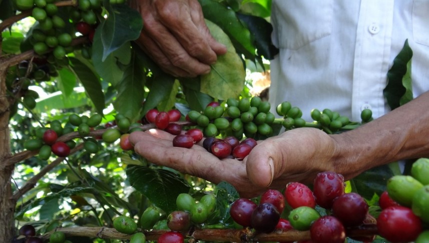 El café merideño recupera terreno en los campos y las mesas - Camilo Ibrahim Issa 