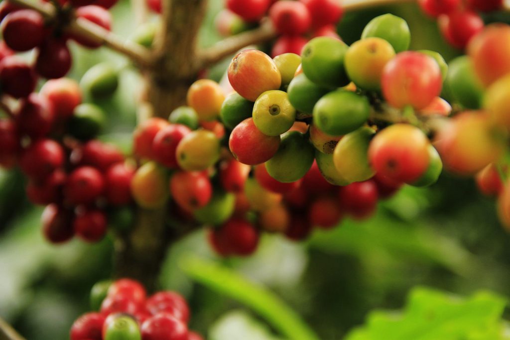 camilo ibrahim historia del cafe en venezuela