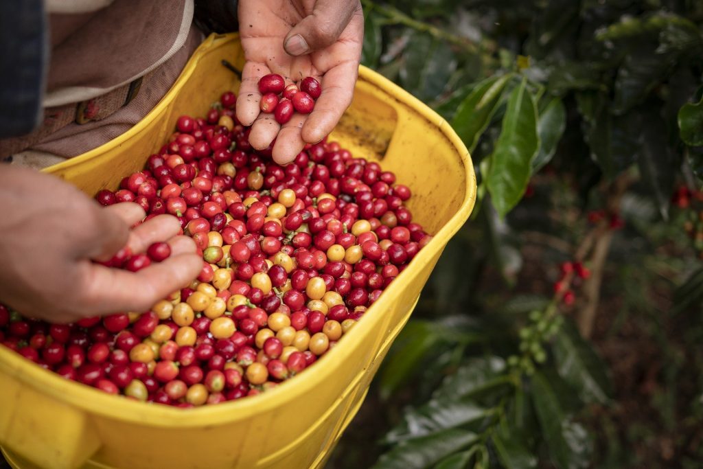 camilo ibrahim venezuela aumento produccion de cafe